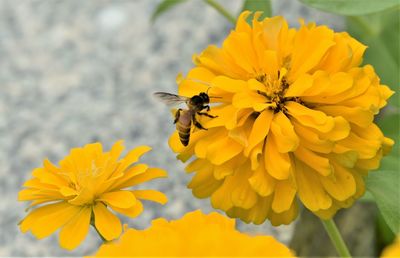 Bee pollinating flower