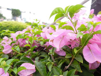 Close-up of pink flowers