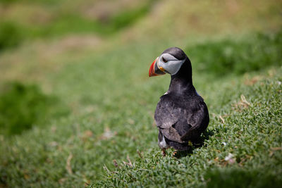 Close-up of bird on rock