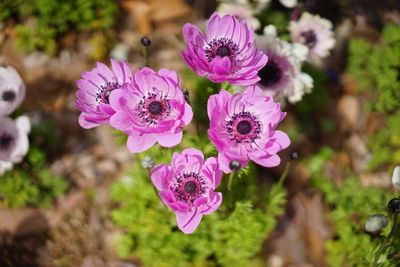 Close-up of pink flowering plant