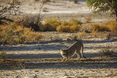 Cheetah walking on field