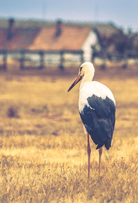 Bird on field against sky