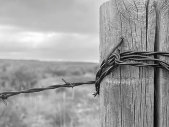 barbed wire