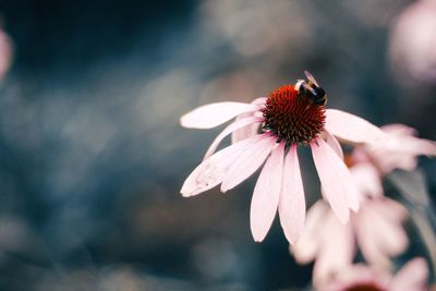 Close-up of bee on flower