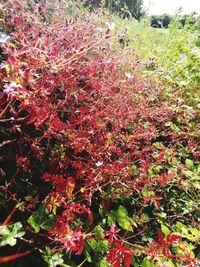 Red flowers on tree