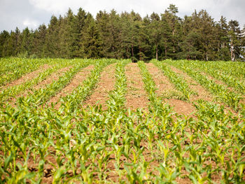 Scenic view of field against trees