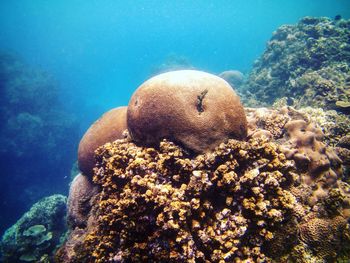 Fish swimming in sea