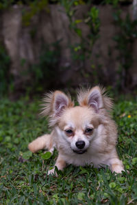 Smiling pomeranian chihuahua mix in a green yard in florida.