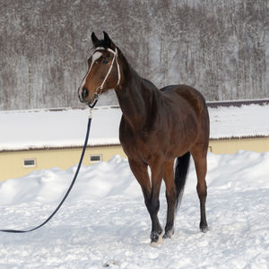 Horse standing in snow