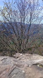 View of bare trees in forest