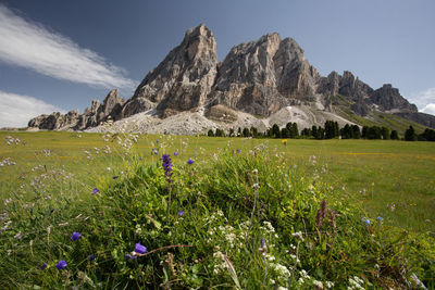 Scenic view of grassy field against sky