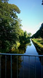 Trees against clear blue sky