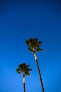 Low angle view of palm trees against blue sky