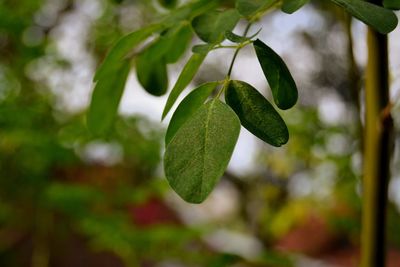 Close-up of fruit growing on plant