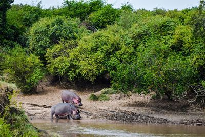 Hippopotamus going for a swim