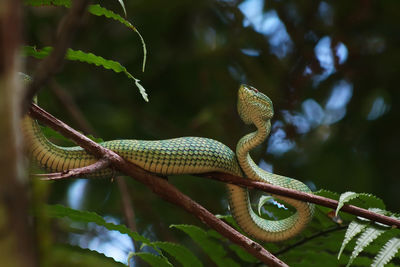 Low angle view of snake on tree