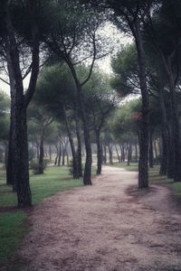 Footpath amidst trees in park