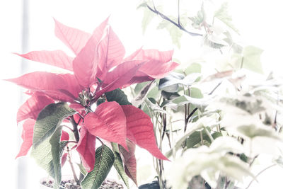 Close-up of red flowers