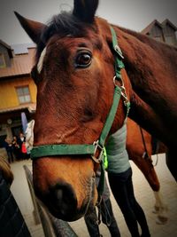 Close-up of horse