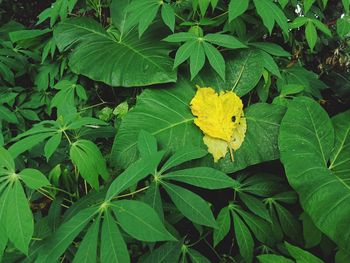 High angle view of yellow flowering plant leaves