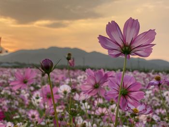 Close-up of pink cosmos flowers on field