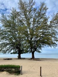 Trees on beach against sky