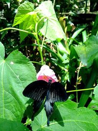 Close-up of butterfly pollinating on plant