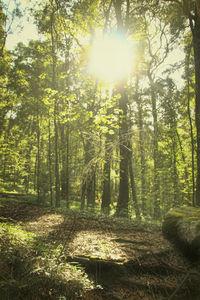 Sun shining through trees in forest