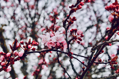 Close-up of cherry blossom