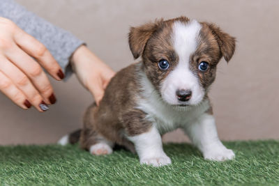 Welsh corgi cardigan cute fluffy dog puppy. close-up portrait of puppy, funny animal