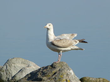 Close-up of seagull perching on rock against clear sky