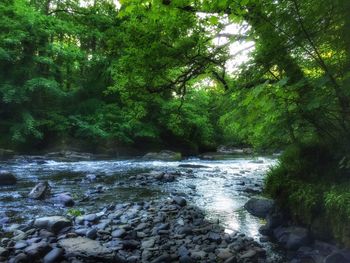 River flowing through forest