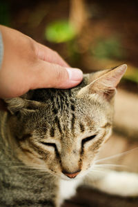 Close-up of hand touching cat