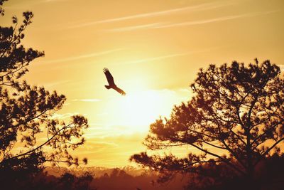 Low angle view of bird perching on tree against sky