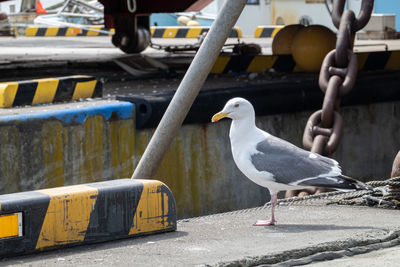 Seagull perching on a boat