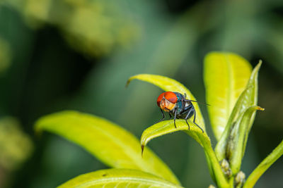 Close up a fly on green leaf and nature blurred background, common housefly, colorful insect.