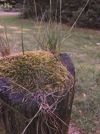 High angle view of plant on field by lake