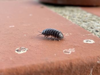 High angle view of insect on footpath