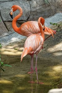 Close-up of flamingos in lake