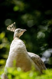 Close-up of a bird