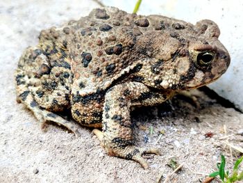 Close-up of frog on rock