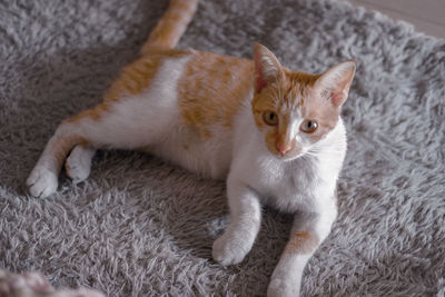 High angle view of cat