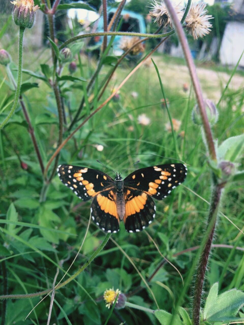 CLOSE-UP OF BUTTERFLY POLLINATING ON PLANT