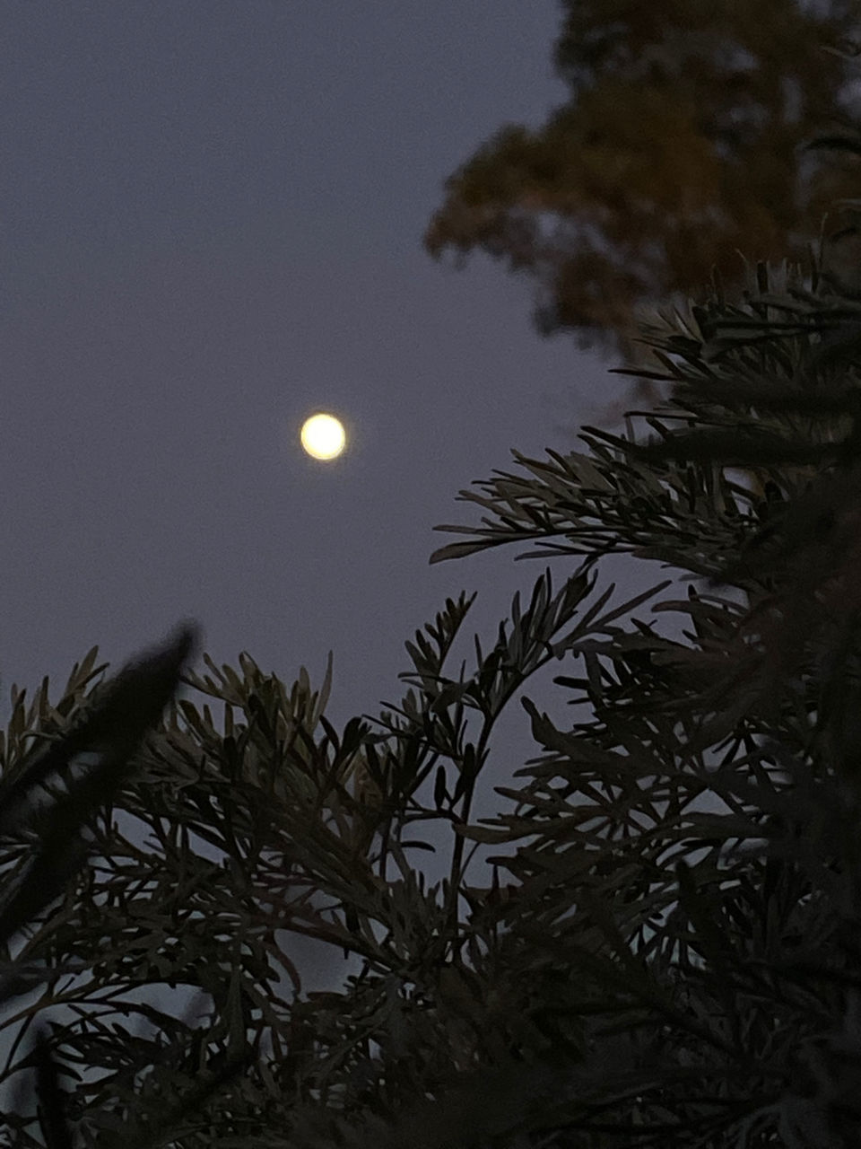 moon, tree, full moon, sky, night, plant, astronomical object, nature, no people, darkness, beauty in nature, moonlight, tranquility, astronomy, space, scenics - nature, light, low angle view, outdoors, tranquil scene, branch, growth, silhouette