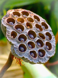 Close-up of bee on leaf