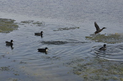 High angle view of ducks swimming in lake