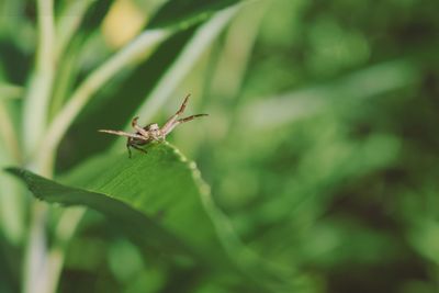 Close-up of insect on leaf