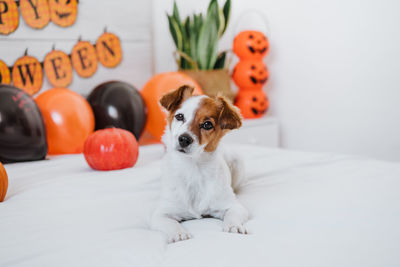 Cute jack russell dog at home. halloween background decoration