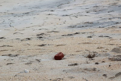 High angle view of shell on sand