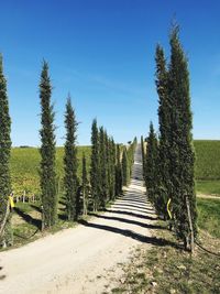 Road amidst trees on field against clear sky